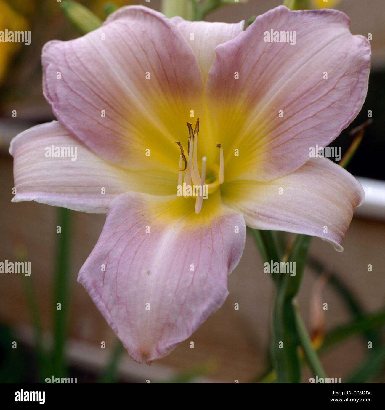 Hemerocallis - `Catherine Woodbery'   PER070245 Stock Photo
